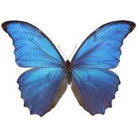 Blue Butterfly