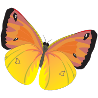 Orange sulphur Butterfly