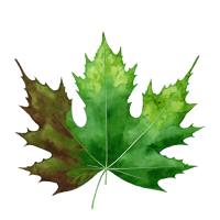 brown green maple shaped leaf