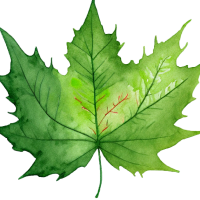 green leaf with maple shape