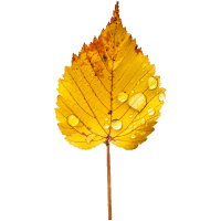 yellow leaf with dew