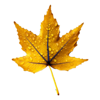 yellow autumn leaf with dew