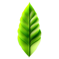 green leaf with folds