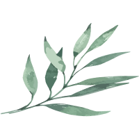 sage green thin leaves